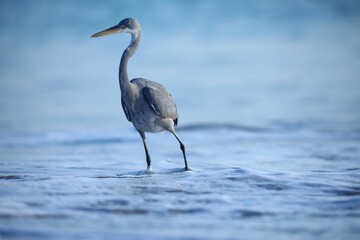 Gray heron standing in beach