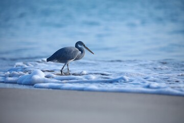 Grey heron walking on the sandy beach with foamy waves