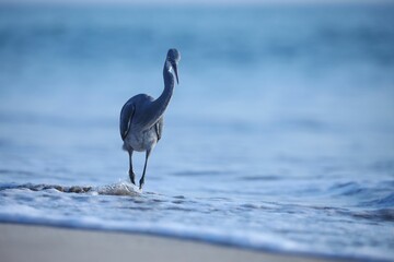 Grey heron walking on the sandy beach with foamy waves