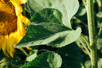 a sunflower with many leaves in the ground outside in the daytime
