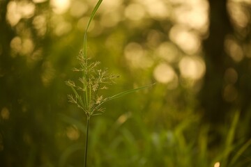 Green grassy area illuminated by the warm light of the sun behind a tall leafy plant