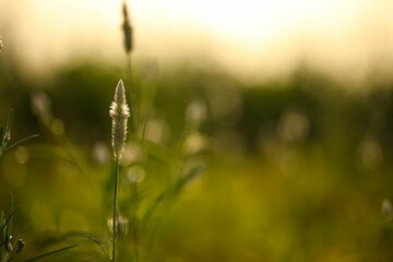 wildflowers on the foreground in an open field