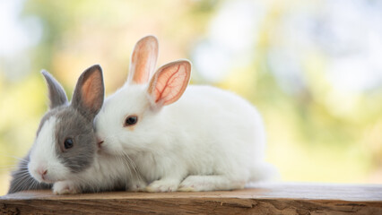 Obraz premium Rabbit sit on the wood with light bokeh form nature background. Easter day