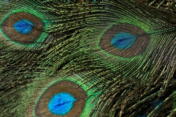 Obraz premium Closeup shot of vibrant peacock tail plumage.