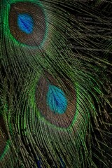 Closeup shot of vibrant peacock tail plumage.