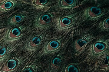 Obraz premium Plethora of peacock feathers featuring vivid blue eyespots, displayed in a vibrant color palette.