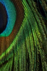 Obraz premium Vibrant closeup shot of a peacock feather, featuring its intricate and colorful patterns