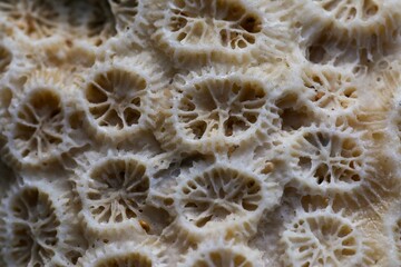 Up-close image of a white coral reef, with its intricate textured surface visible