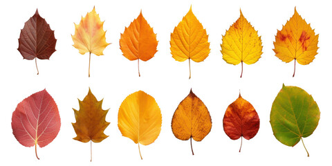 Obraz premium Collection of autumn leaves