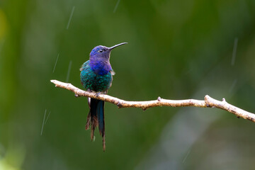 The swallow-tailed hummingbird perched on a branch under rain. Species Eupetomena macroura also know as Beija-flor Tesoura. Birdwatching. Animal World.Bird lover. Birding.