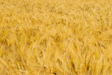 ear of wheat close-up. Wheat field. Harvest period.
