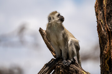 Lake Naivasha - Vervet Monkey in a tree, these monkeys can have blue balls. Kenya, Africa