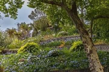 Closeup of a beautiful lush green garden under the blue sky in Madeira Island, Funchal