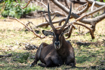 Lake Naivasha - waterbuck barrs his teeth. Full head portrait shot. Kenya, Africa