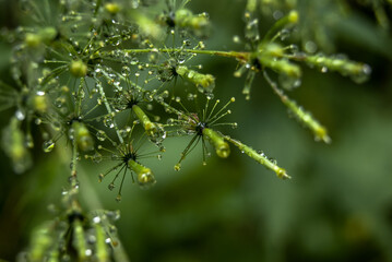 rain drops on a branch