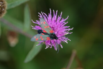six spot burnet moth (Zygaena filipendulae)