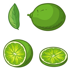 Lime, half and a slice of lime. Vector illustration.