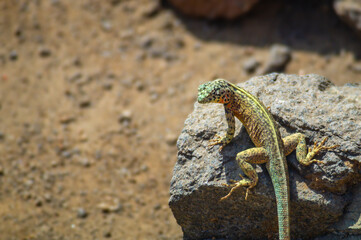 Lizard - Liolaemus - Geko