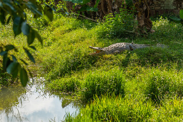 Nile crocodile in madagascar forest on green grass