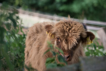young calf of a scottish highland cow in the field behind nettles