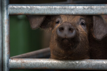 Duroc Schwein im Gatter (Portrait)