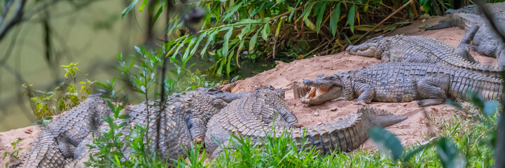 Group of nile crocodile in madagascar forest on green grass at Andasibe