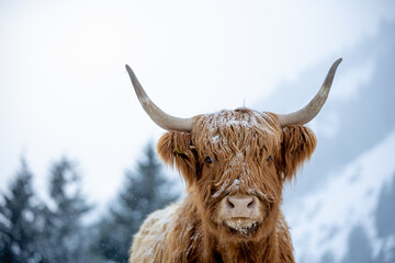 portrait of a highland cow beef , in wonderful winterlandscape