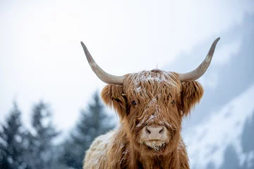 Papier Peint photo Highlander écossais portrait of a highland cow beef , in wonderful winterlandscape