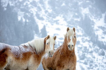 2 beautiful wild horses in the mountains in the snow - 631874716
