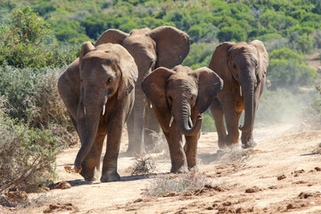 Fototapeta na wymiar Elephants in addo National Park, South Africa