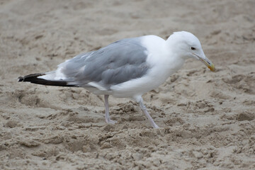 seagull on the beach