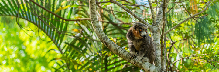 Portrait of a brown Maki Lemur a close up from the lemur in forrest © ggfoto