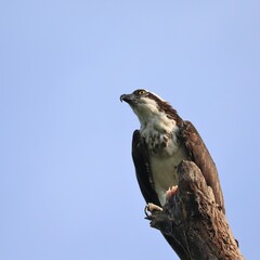 Osprey with Fresh Caught Fish Meal Circle B Bar Preserve Florida
