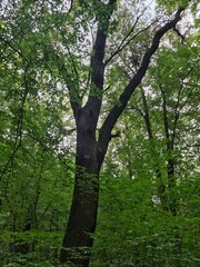 tree photography in Königs Wusterhausen
