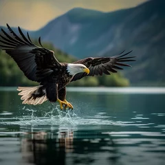 Tuinposter American bald eagle hunting at lake © ZayNyi