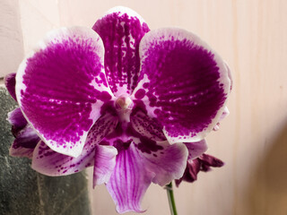 White and red orchid flowers that bloom exquisitely and are highly exotic