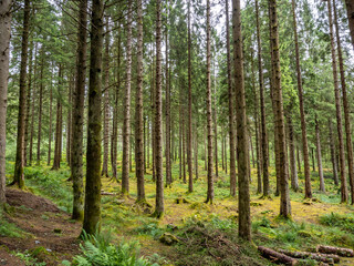 Fototapeta na wymiar Views of tall fir trees on the way to Conic Hill, Scotland