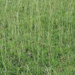 Grass on the meadow in a tropical country during the summer season under the hot sun.