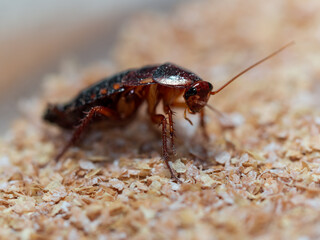 Shelfordella tartara