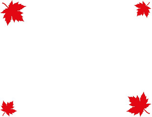 White background with maple leaves. Vector maple. White background with maple leaves for your design or advertising.