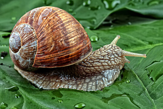 Snail on a leaf