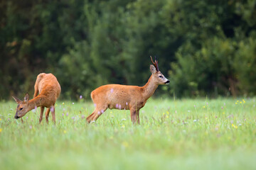 Buck deer with roe-deer in the wild.