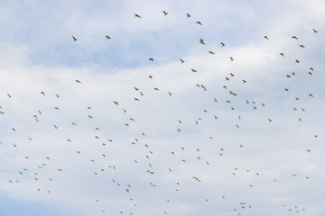 Migratory bird egret fly over the sky