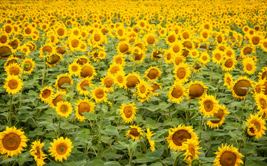 Beautiful sunflower on a sunny day. Field of blooming sunflowers