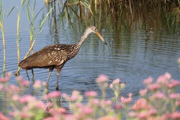 Limpkin Wading near Pink Blossoms Circle B Bar Reserve Lakeland FL