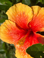 Hibiscus Rosa flowers are orange and bloom in the garden