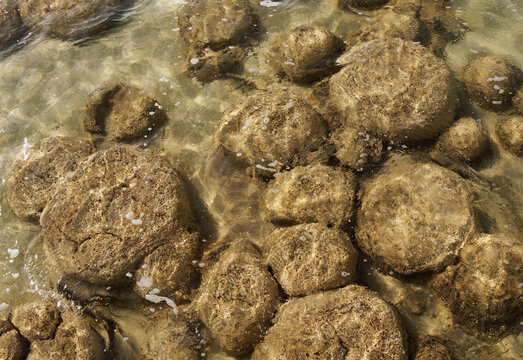 Thrombolites - clotted accretionary structures formed in shallow water by the trapping, binding, and cementation of sedimentary grains by biofilms of microorganisms (cyanobacteria), in Australia