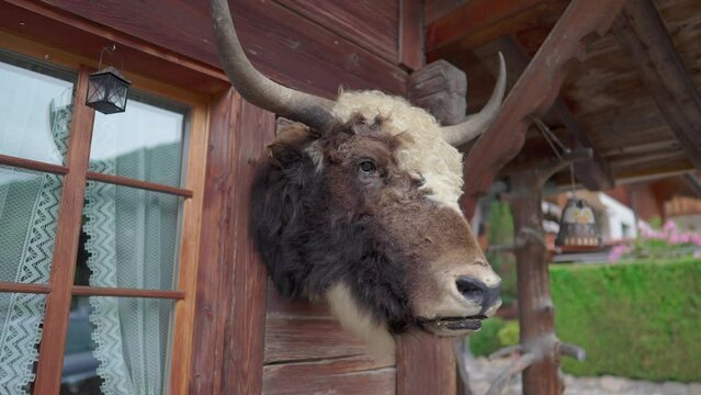 Swiss Chalet Adorned with Bull Horns, Traditional Rustic Taxidermy Decor in Switzerland