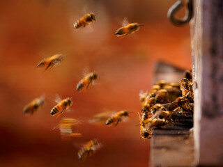 Beekeeping or apiculture, care of the bees, working hand on honey, apiary (also bee yard) with beehives and working beekeepers in australian outback, honey bee on the honeycomb or flying home