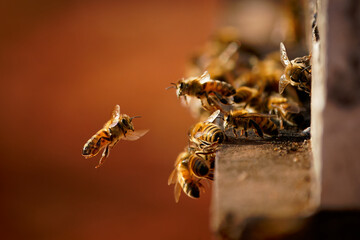 Beekeeping or apiculture, care of the bees, working hand on honey, apiary (also bee yard) with...